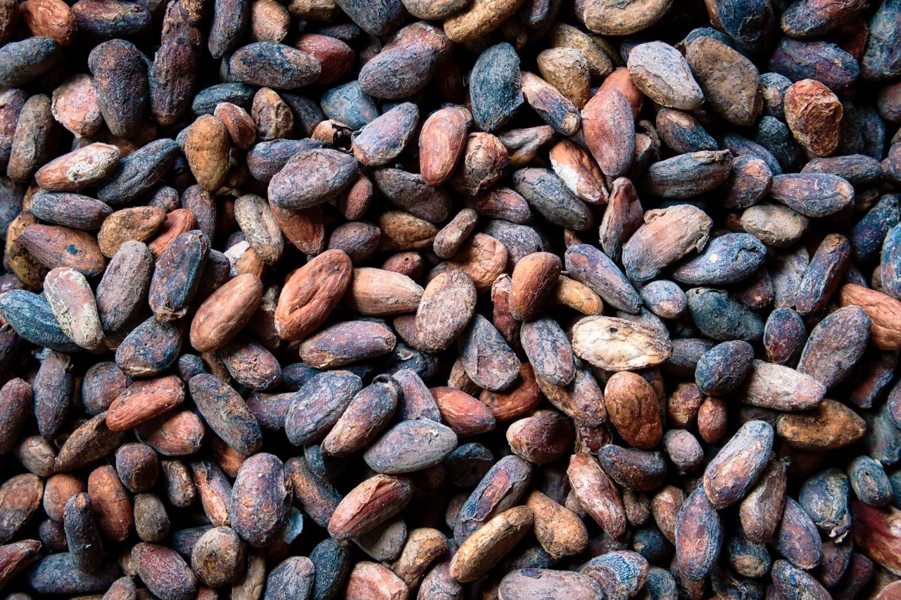 Home High-resolution image of raw cocoa beans, perfect for illustrating chocolate production.